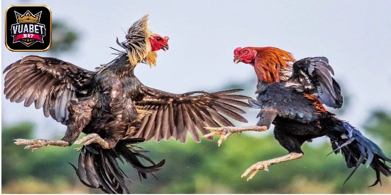 Bí kíp trải nghiệm đá gà giúp thắng lớn