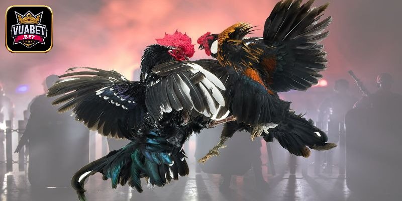 Đá Gà Sv388 - Sân Chơi Cá Cược Đỉnh Cao Cho Người Đam Mê