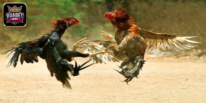 Kèo đa dạng và tỷ lệ cược hấp dẫn